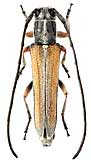 Cerambycidae: Phytoecia (Blepisanis) vittipennis pravei Plav., 1926