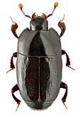 Histeridae: Platylomalus complanatus (Panzer, 1797)
