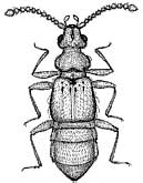 Sagola rugicornis Oke