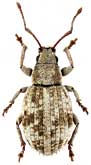 Curculionidae: Sphaeroptochus deportatus (Boheman, 1834)