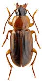 Carabidae: Stenolophus propinquus A. Mor.
