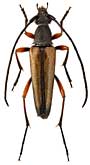 Cerambycidae: Stenurella jaegeri (Humm.)