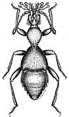 Thaumastocephalus folliculipalpus Poggi et al.
