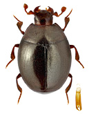 Histeridae: Tribalus anatolicus Olexa