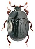 Histeridae: Xestipyge ornatum (Rtt.)