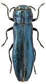 Buprestidae: Agrilus (Robertius) delphinensis