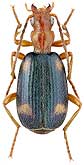 Carabidae: Brachinus quadriguttatus