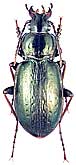 Carabidae: Carabus (Ophiocarabus) aeneolus aeneolus