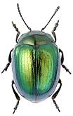 Chrysomelidae: Phaedon concinnus