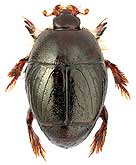 Histeridae: Xenonychus tridens