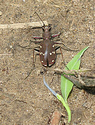 Carabidae: Cicindela gemmata Fald.