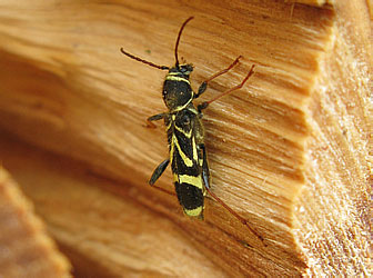 Cerambycidae: Cyrtoclytus capra Gebl.