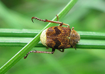 Scarabaeidae: Ectinohoplia rufipes Motsch.