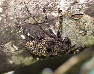 Cerambycidae: Moechotypa diphysis Pascoe