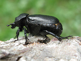 Scarabaeidae: Osmoderma davidis Fairm.