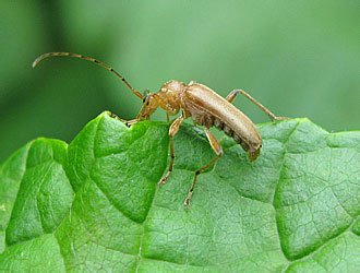 Cerambycidae: Pidonia debilis Kr.