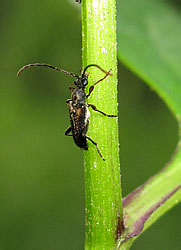 Cerambycidae: Pseudalosterna elegantula (Kr.)
