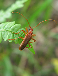 Cerambycidae: Pseudosieversia rufa Kr.