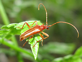 Cerambycidae: Pseudosieversia rufa Kr.