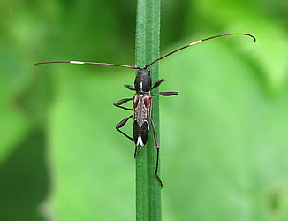 Cerambycidae: Teratoclytus plavilstschikovi Zaitz.