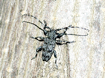 Aegomorphus clavipes (Schrank, 1781) (Cerambycidae)