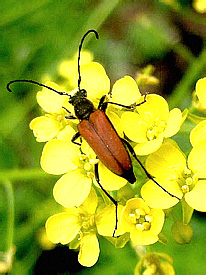 Anastrangalia reyi (Heyden, 1885) (Cerambycidae)