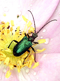 Carilia virginea (Linnaeus, 1758) (Cerambycidae)