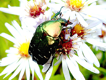 Cetonia aurata (Linnaeus, 1758) (Scarabaeidae)