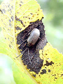Lochmaea capreae (Linnaeus 1758) (Chrysomelidae)
