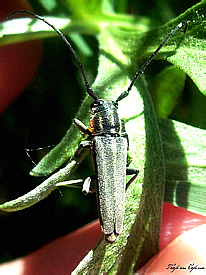 Phytoecia nigricornis (Fabricius, 1781) (Cerambycidae)