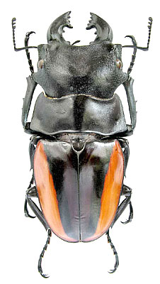 Odontolabis stevensi Thomson, 1862