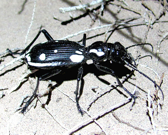 Carabidae, Anthia sexmaculata
