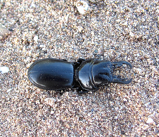 Carabidae, Scarites sp.
