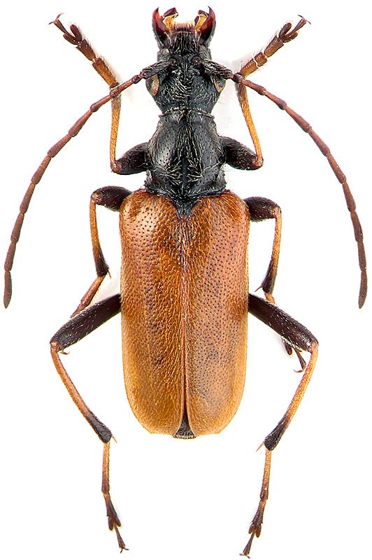 Euracmaeops marginatus F.
