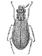 Юродиды (Jurodidae)