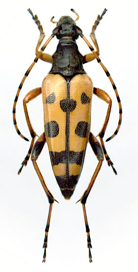 Leptura (Rutpela) maculata  - female