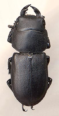 Dorcus parallelopipedus, male