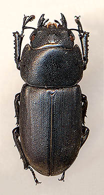 Dorcus parallelopipedus, female