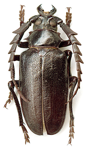 Mesoprionus asiaticus 