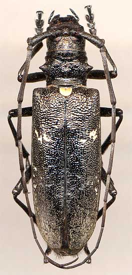 Monochamus urussovi, female