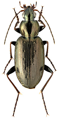 Carabidae: Agonum gracilipes (Duftschmid, 1812)