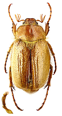 Scarabaeidae: Amphimallon semenovi S.I. Medvedev, 1951