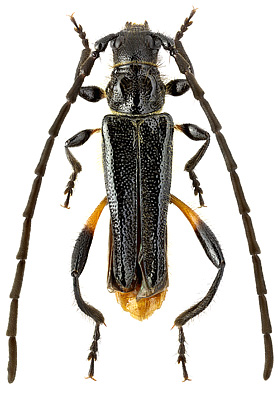 Cerambycidae: Callimus (Lampropterus) femoratus (Germar, 1824)