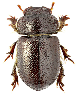 Tenebrionidae: Cheirodes brevicollis Wollaston, 1864