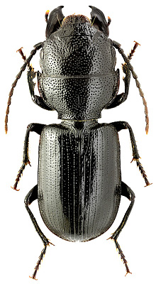Carabidae: Dixus semicylindricus (Piochard de la Brulerie, 1872)