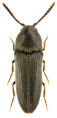 Eucnemidae: Hylis olexai (Palm, 1955)
