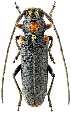 Cerambycidae: Phytoecia humeralis (Waltl, 1838)