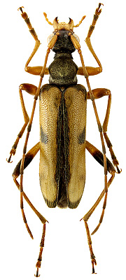 Cerambycidae: Pidonia limbaticollis ohbayashii (Matsushita, 1933)