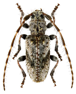 Cerambycidae: Pogonocherus decoratus Fairmair, 1850