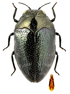 Buprestidae: Trachys phlyctaenoides Kolenati, 1846